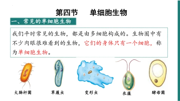 第一单元第三章从细胞到生物体（复习课件）-七年级生物上册同步教学精制课件（人教版2024）(共44张