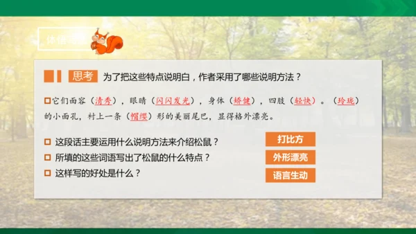 17 松鼠 第二课时课件