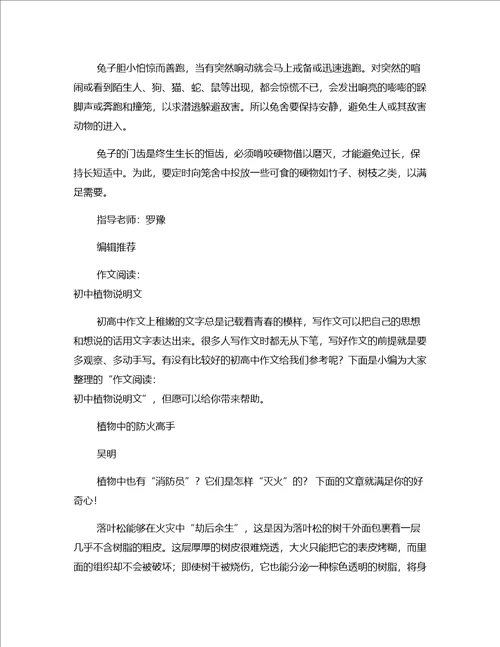 作文参考初中说明文1200字：兔子1篇