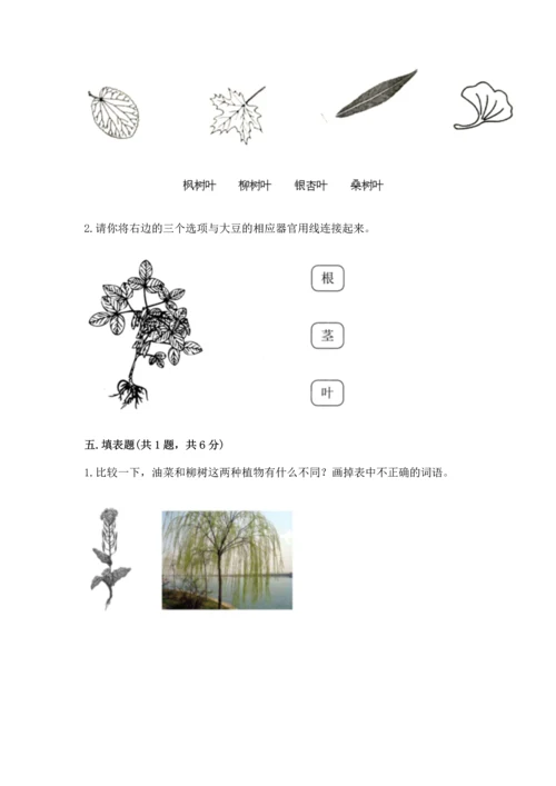 教科版科学一年级上册第一单元《植物》测试卷及完整答案1套.docx
