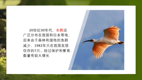 人教版生物八年级上册6.3《保护生物的多样性》课件(共27张PPT)