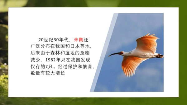 人教版生物八年级上册6.3《保护生物的多样性》课件(共27张PPT)