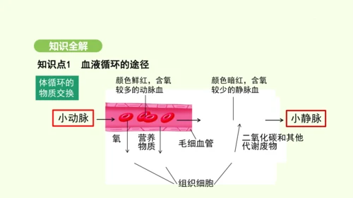 第四单元-第四章-第三节 输送血液的泵——心脏（第2课时）课件-2024-2025学年七年级生物下学