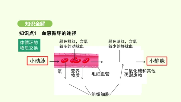 第四单元-第四章-第三节 输送血液的泵——心脏（第2课时）课件-2024-2025学年七年级生物下学