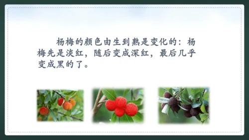 统编版语文三年级上册 第五单元  习作例文 我爱故乡的杨梅 课件