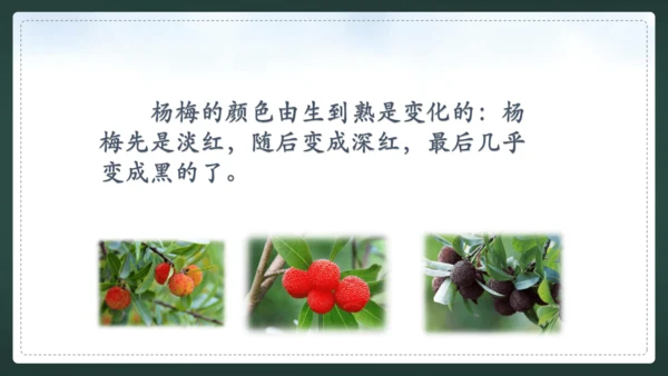统编版语文三年级上册 第五单元  习作例文 我爱故乡的杨梅 课件