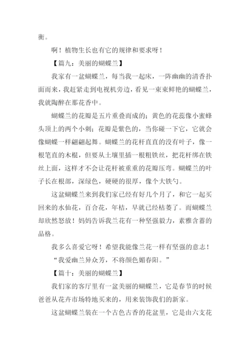 美丽的蝴蝶兰作文200字.docx