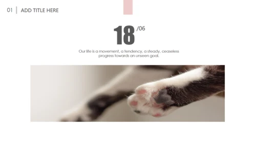 吸猫宠物猫咪日记通用PPT模板