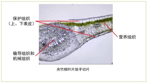 2.2.3植物体的结构层次 【说课课件】2023--2024学年人教版生物七年级上册(共42张PPT