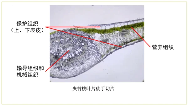2.2.3植物体的结构层次 【说课课件】2023--2024学年人教版生物七年级上册(共42张PPT