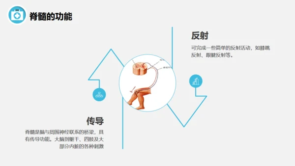 脊髓损伤术后护理查房通用PPT模板