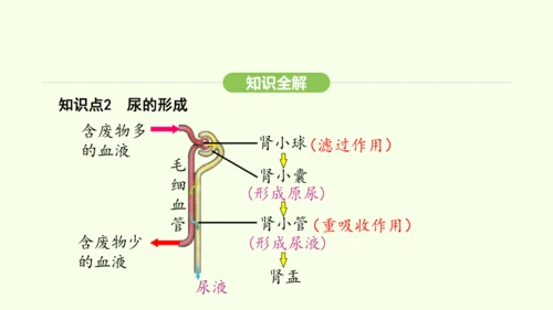 第四单元-第五章-人体内废物的排出课件-2024-2025学年七年级生物下学期人教版(2024)(共