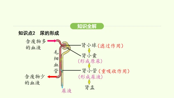 第四单元-第五章-人体内废物的排出课件-2024-2025学年七年级生物下学期人教版(2024)(共