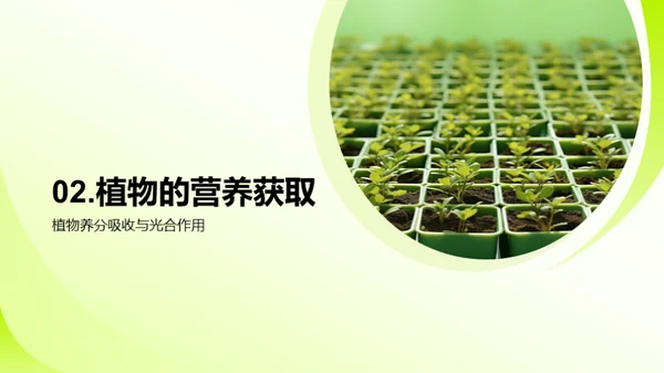 植物的奥秘世界