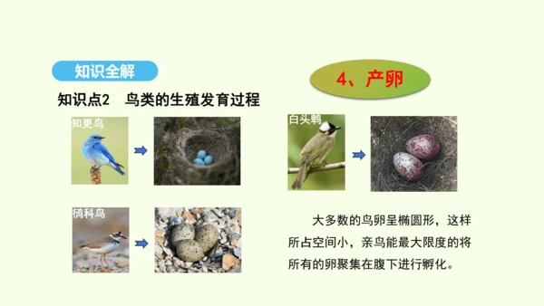 7.1.4鸟的生殖和发育课件-人教版生物八年级下册(共28张PPT)