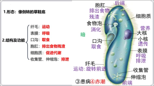 【2023秋人教七上生物期中复习考点梳理串讲+临考押题】第二章 细胞怎样构成生物体（串讲课件）(共2