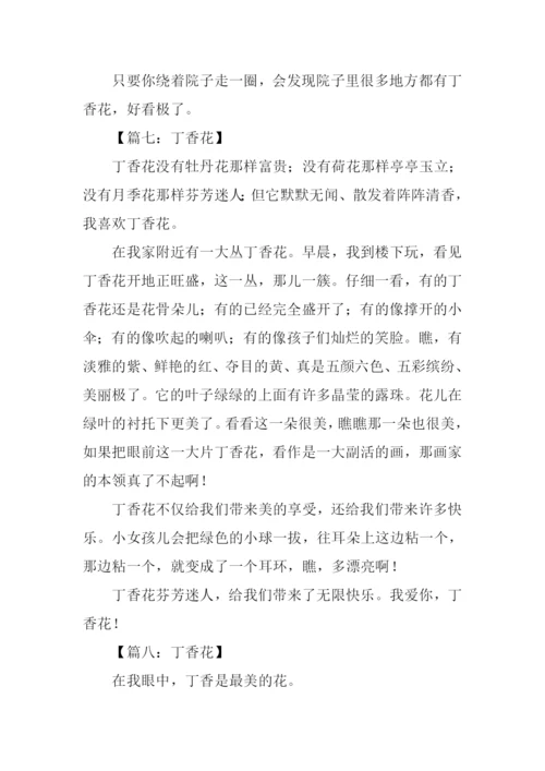 写丁香花的作文.docx