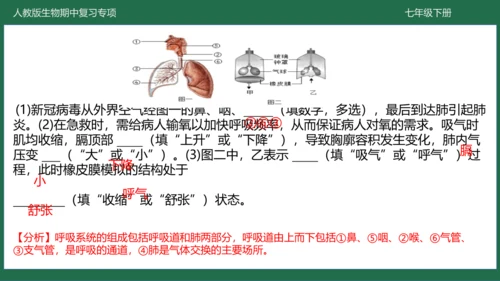 第三章 人体的呼吸（-七年级生物下学期期中考点大串讲（人教版）(共25张PPT)