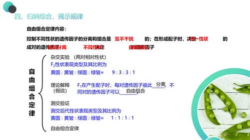 高中生物豌豆杂交实验PPT课件
