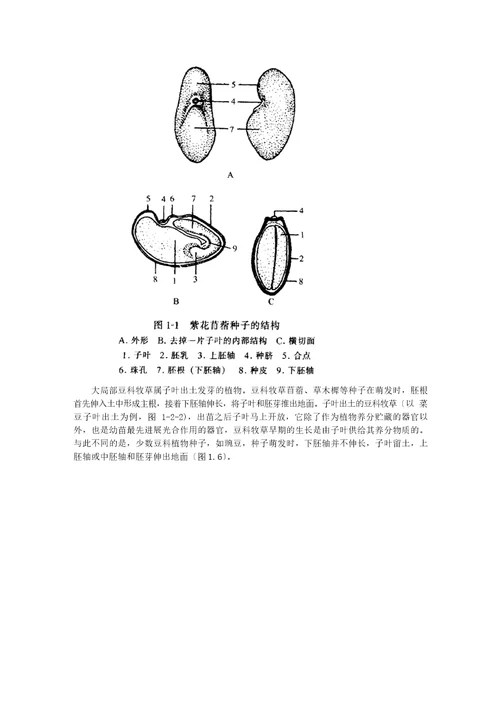 优质牧草高产栽培与利用牧草的生物学特性第一节牧草的生长发育