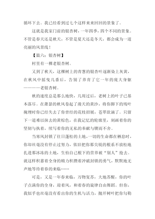 杏树作文800字0.docx