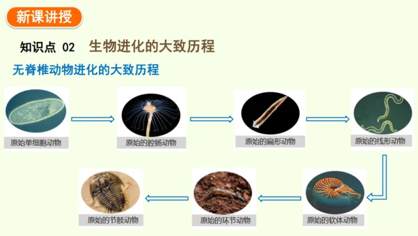 7.3.2生物进化的历程-八年级生物人教版下学期同步精品课件(共34张PPT)