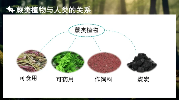 3.1.1 藻类、苔藓和蕨类植物 课件 人教版生物七年级上册(共27张PPT)