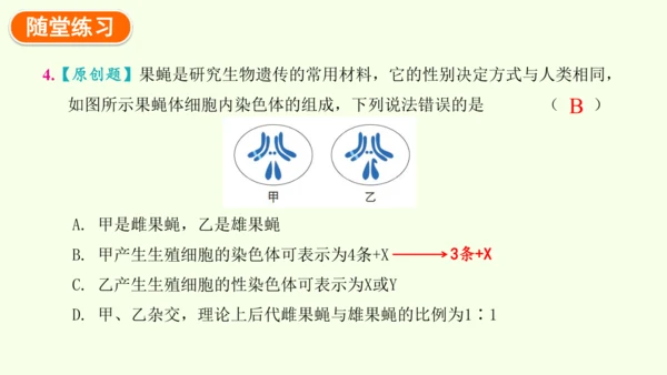 7.2.4人的性别遗传-八年级生物人教版下学期同步精品课件(共28张PPT)