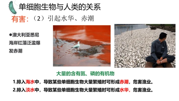 人教版生物七年级上册1.3.4 单细胞生物 教学课件（共22张ppt）+视频素材