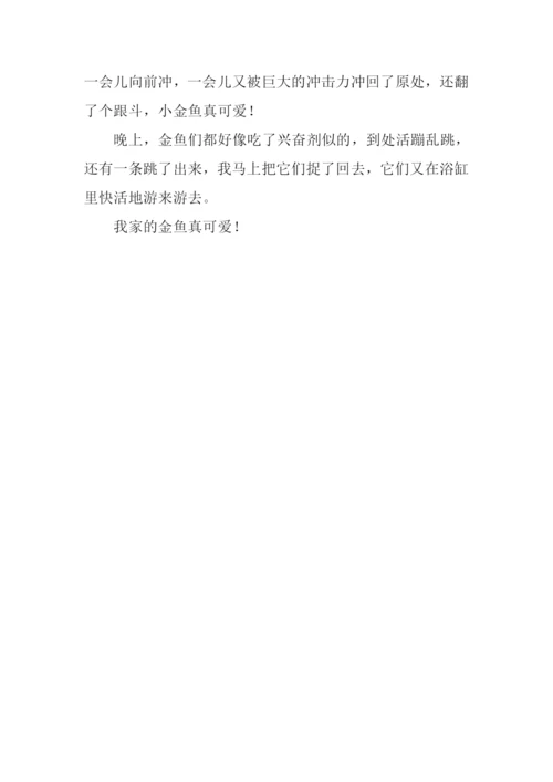 可爱的金鱼作文600字-1.docx