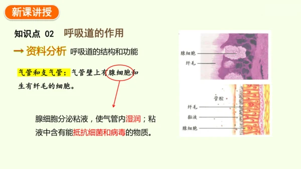 4.3.1 呼吸道对空气的处理-七年级生物下学期同步精品课件（2024人教版）(共26张PPT)