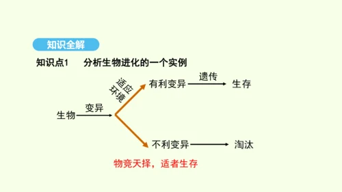 7.3.3生物进化的原因课件-人教版生物八年级下册(共37张PPT)