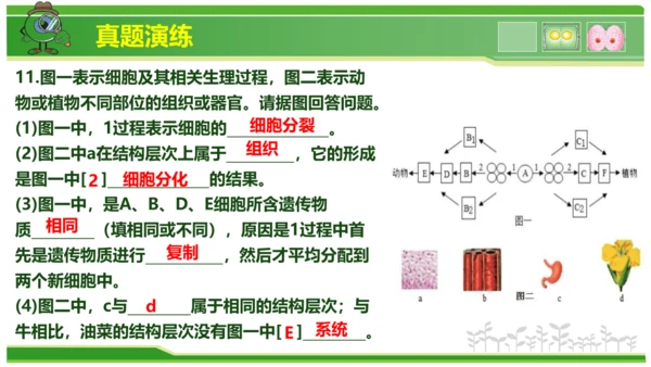 第三章从细胞到生物体（串讲课件）-七年级生物上学期期中考点大串讲（人教版2024）(共40张PPT)