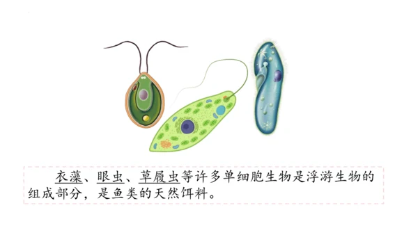人教版七年级生物上册（2024）1.3.4 单细胞生物 课件(共22张PPT)+视频素材