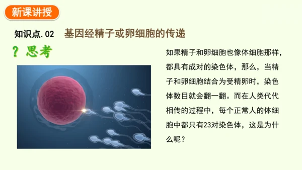 7.2.2基因在亲子代间的传递-八年级生物人教版下学期同步精品课件(共24张PPT)