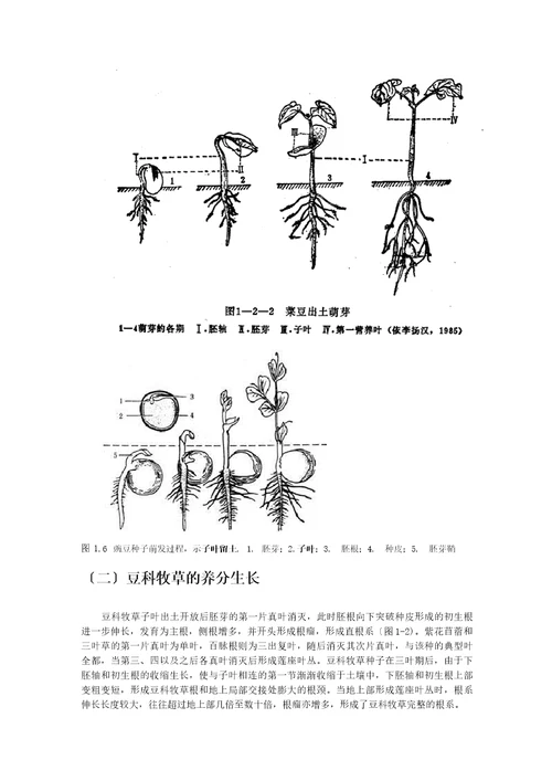 优质牧草高产栽培与利用牧草的生物学特性第一节牧草的生长发育