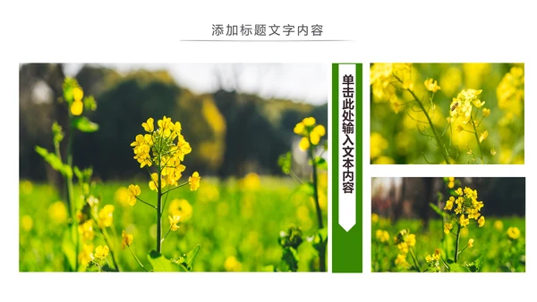 春天乡村旅游油菜花风景油菜花田PPT模板