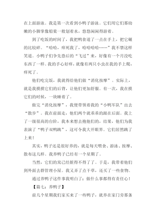 养鸭子作文0.docx