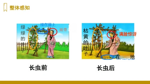 第14课《我要的是葫芦》（课件）