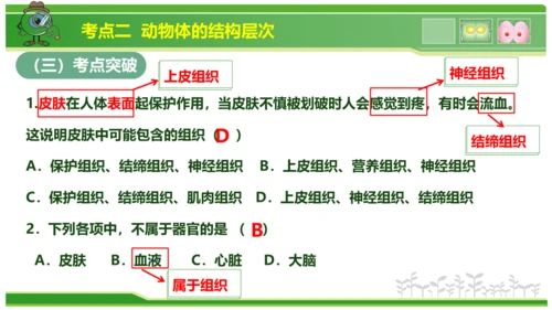 第三章从细胞到生物体（串讲课件）-七年级生物上学期期中考点大串讲（人教版2024）(共40张PPT)