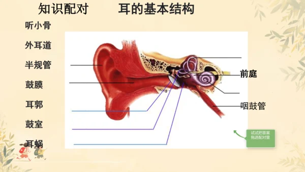 初中生物学人教版（新课程标准）七年级下册4.6.1人体对外界环境的感知课件(共33张PPT)