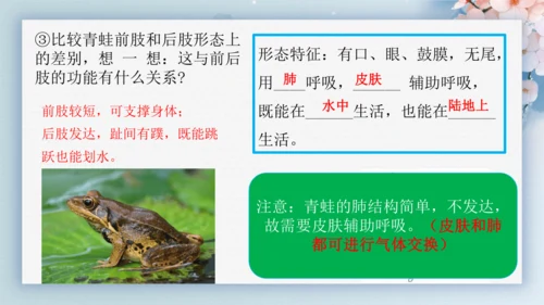 2.2.2脊椎动物（第2课时两栖动物和爬行动物）-七年级生物上册同步优质备课系列（人教版2024新教
