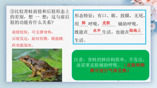 2.2.2脊椎动物（第2课时两栖动物和爬行动物）-七年级生物上册同步优质备课系列（人教版2024新教