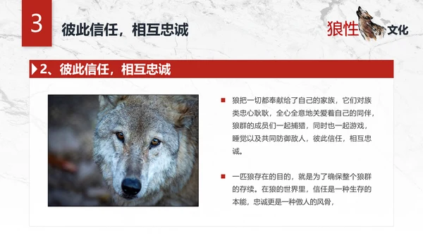 团队企业文化狼性文化员工培训PPT