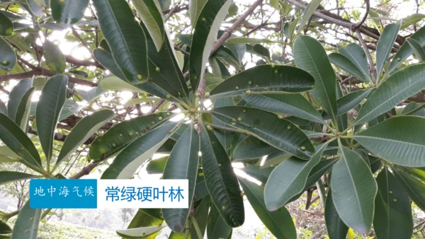 人教版七下 7.1《自然环境》 第3课时 多样的气候  课件