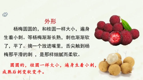 统编版三上第五单元 习作例文：我爱故乡的杨梅   课件