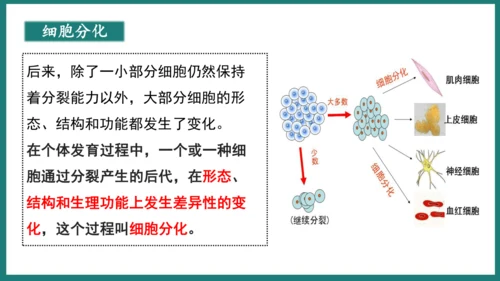 第一单元第三章从细胞到生物体（复习课件）-七年级生物上册同步教学精制课件（人教版2024）(共44张