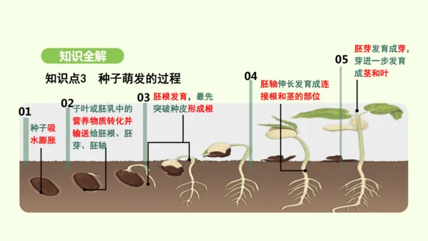 第三单元-第一章-第一节-种子的萌发课件-2024-2025学年七年级生物下学期人教版(2024)(