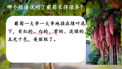 第11课《葡萄沟》课件