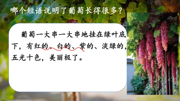 第11课《葡萄沟》课件